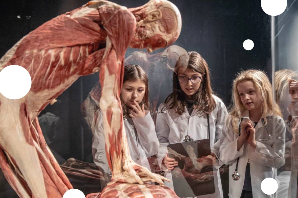 Body Worlds - Vital | wystawa - bilety (Wrocław 2021)