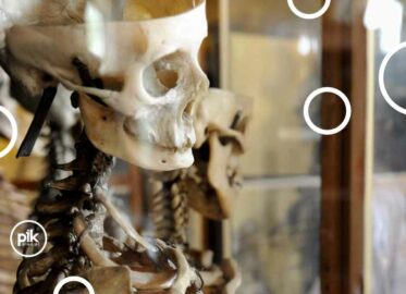 Noc Muzeów 2025 w Muzeum Anatomii we Wrocławiu