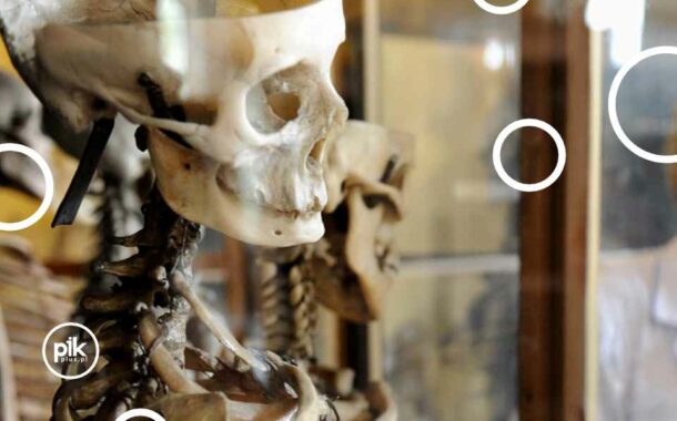 Noc Muzeów 2025 w Muzeum Anatomii we Wrocławiu