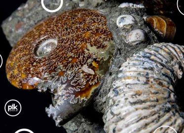 Noc Muzeów 2026 w Muzeum Geologicznym