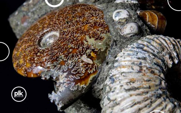 Noc Muzeów 2026 w Muzeum Geologicznym